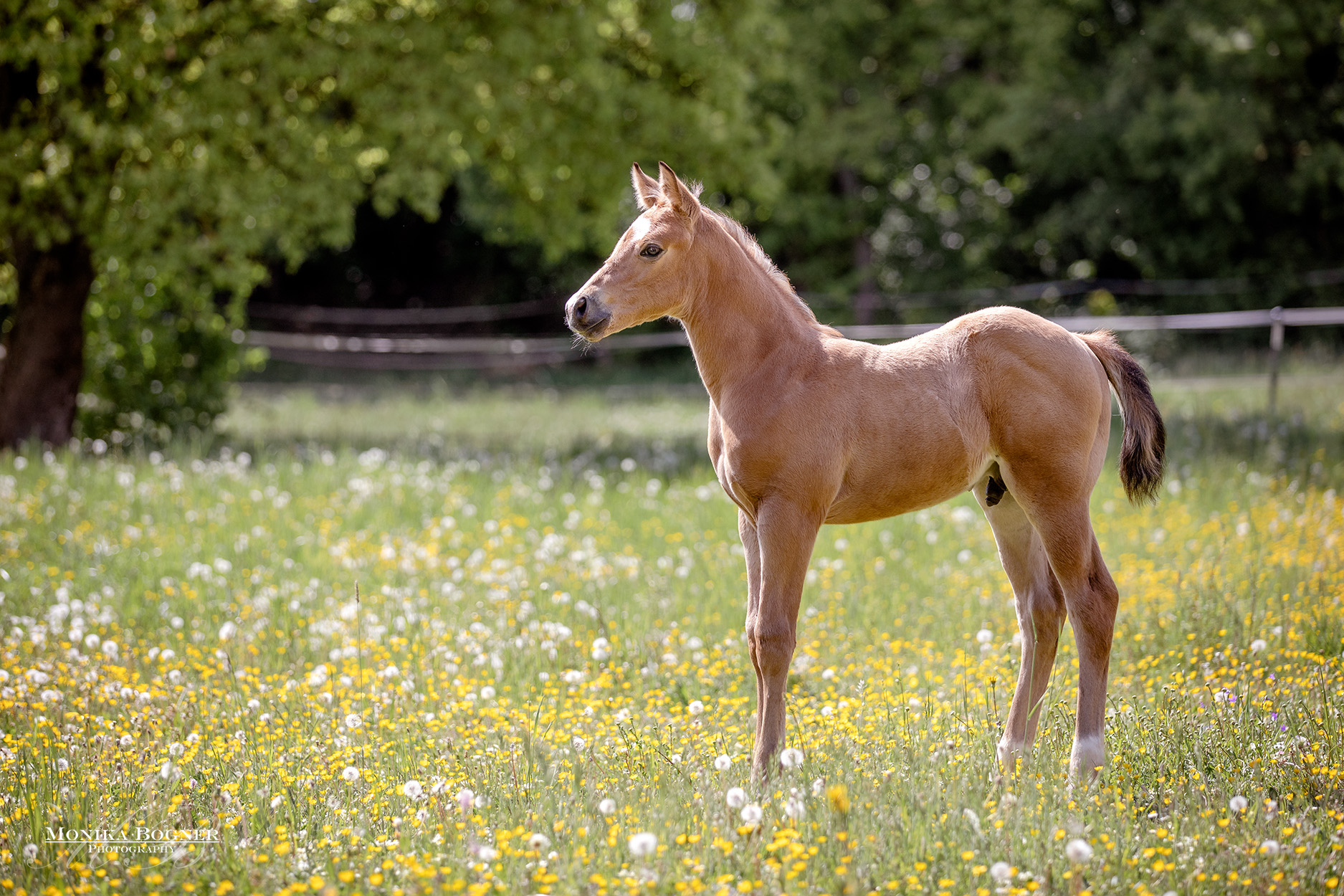 Die Quarter Horses von der Bauerei Fohlen 2020 Monika Bogner