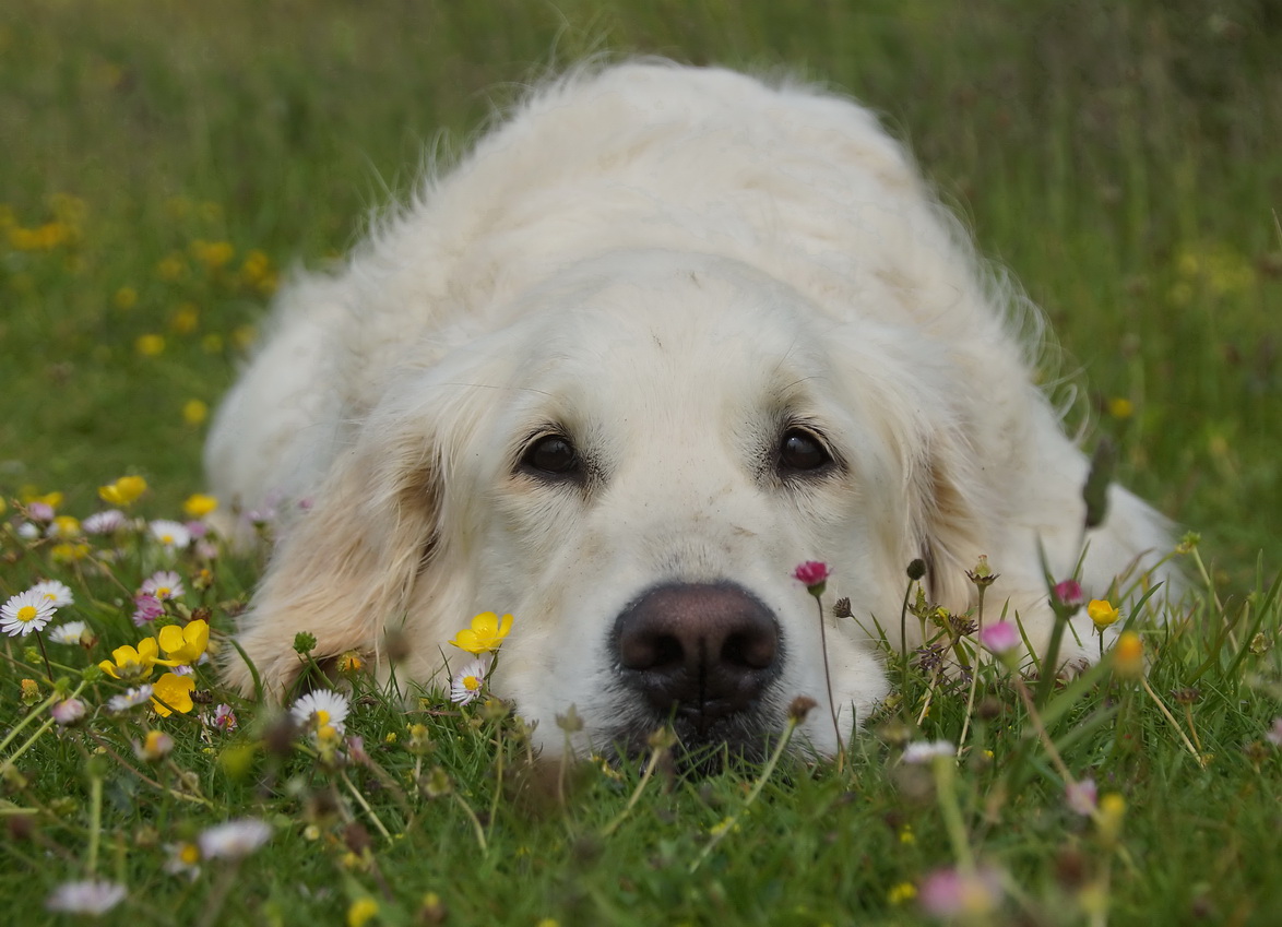 Hunde Impressionen pelafotografies Webseite!