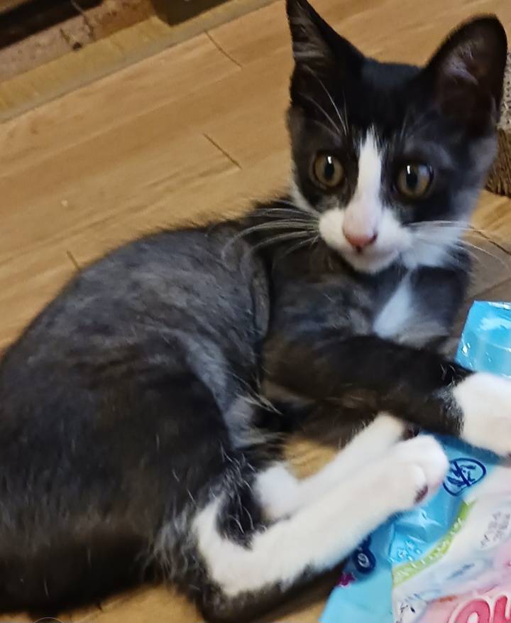 子猫の里親募集、終了しました！