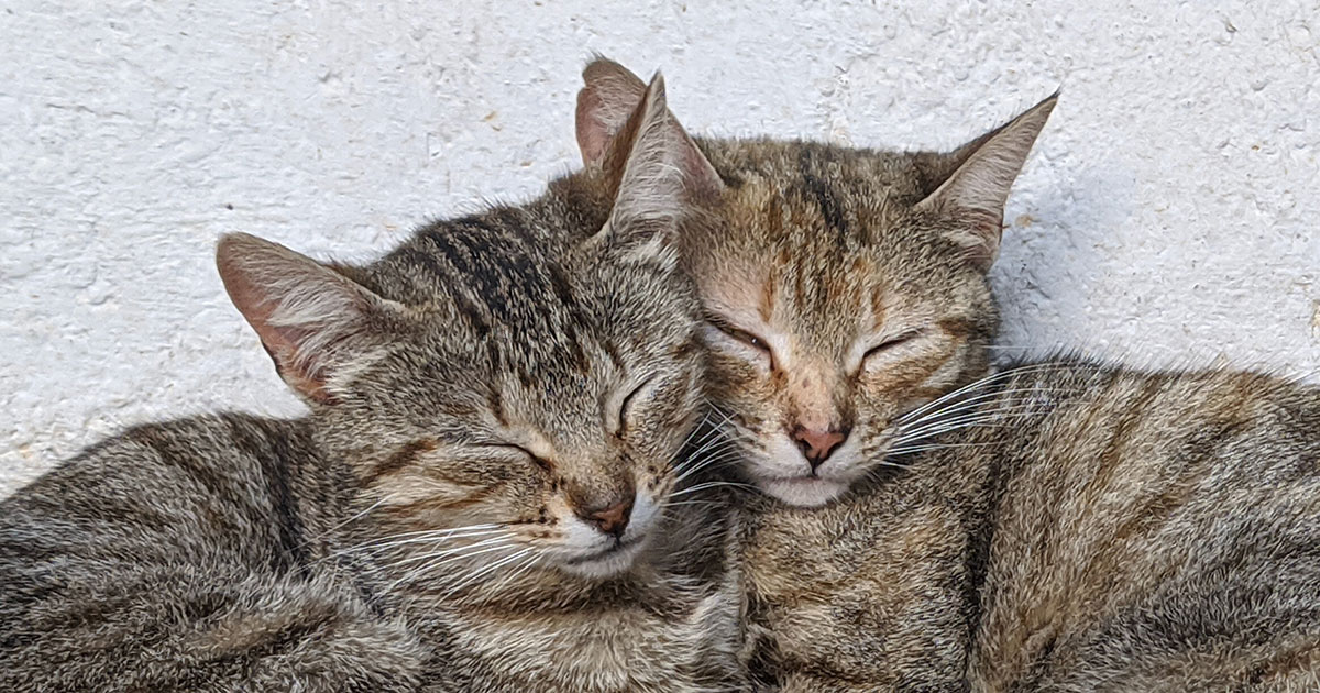 ご成婚おめでとうございます。