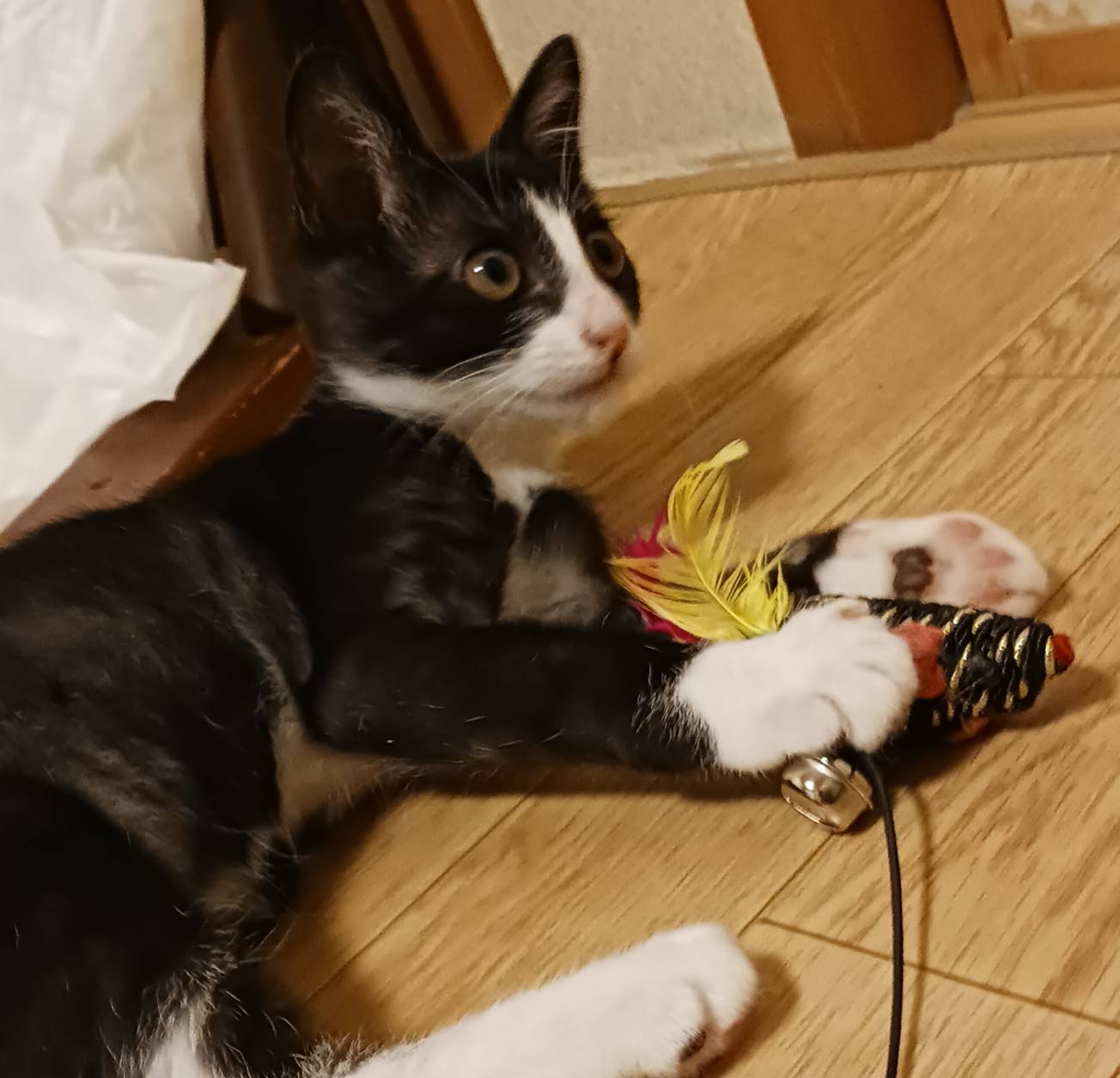 子猫の里親募集しております！