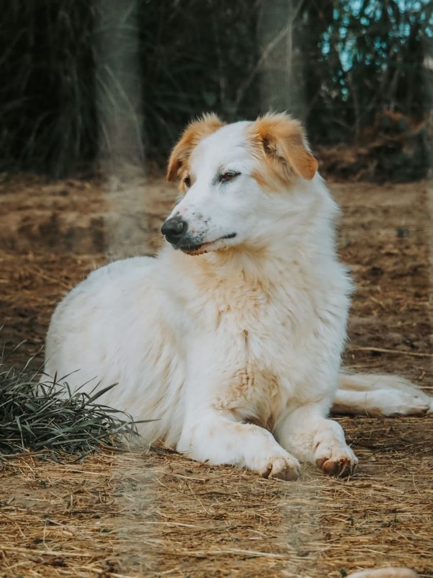 Hilfe für unsere Hunde