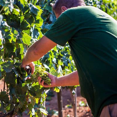 Weinlese auf dem Weingut Can Rich