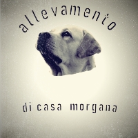 Allevamento Labrador Retriever - dicasamorgana - Casarano - Lecce- Puglia