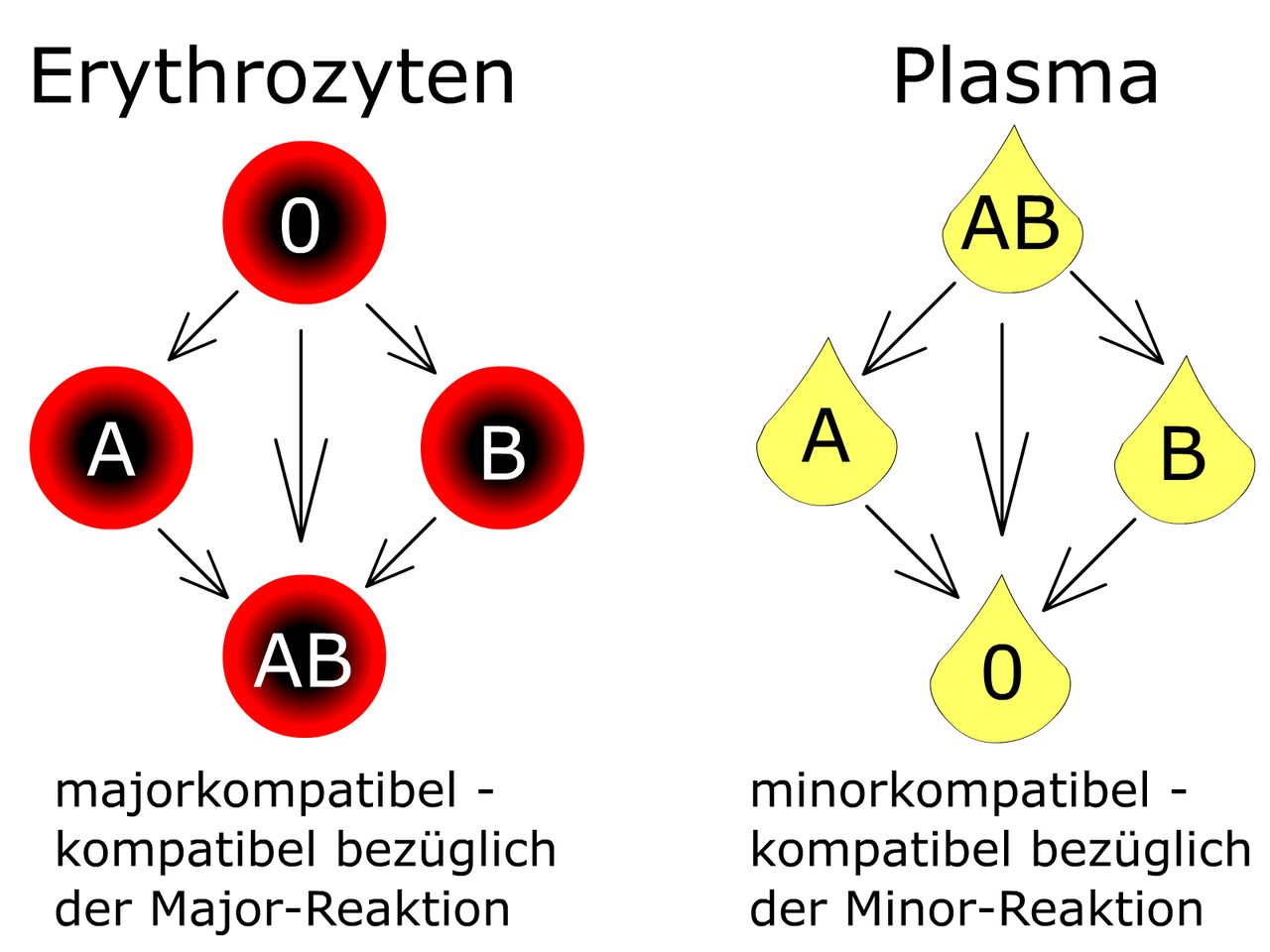 BLUTGRUPPENSEROLOGIE - Transfusionsmedizin