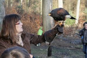 Der Harris Hawk ist ein amerikanischer Wüstenbussard