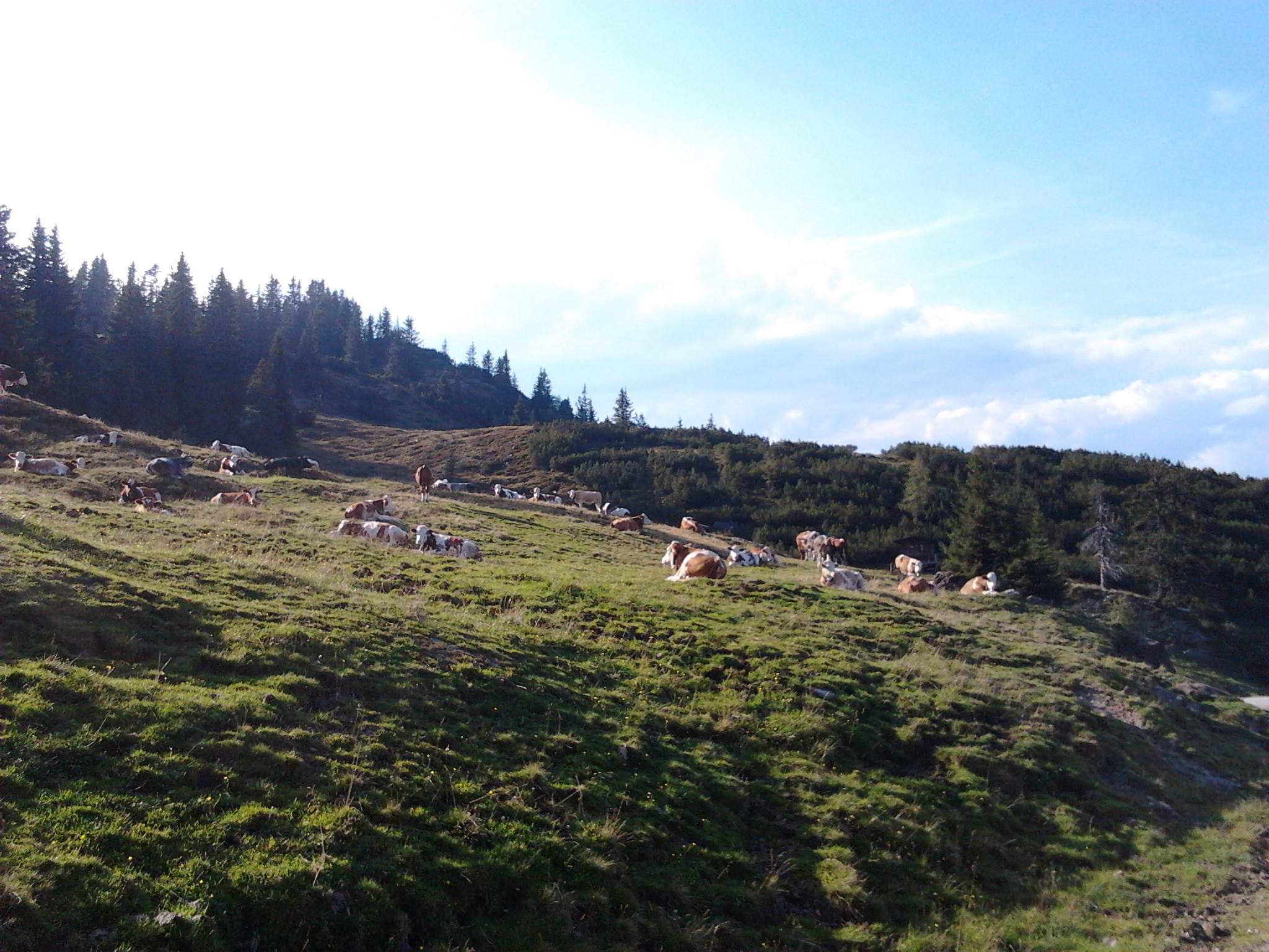 Die Tiere geniesen den Herbst auf der Alm.