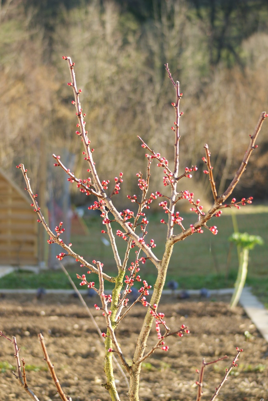 Aprikosenblüte