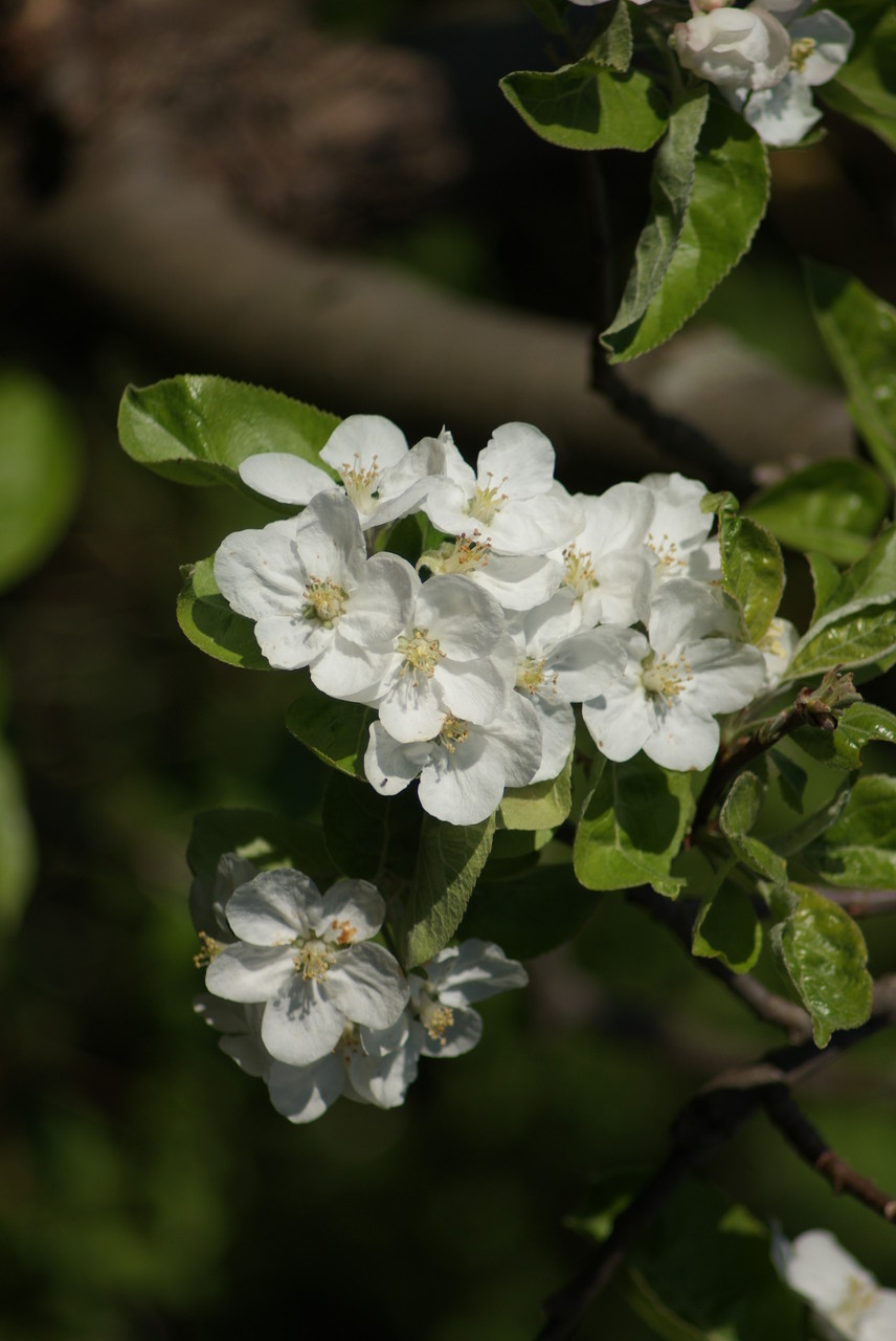 Apfelblüte