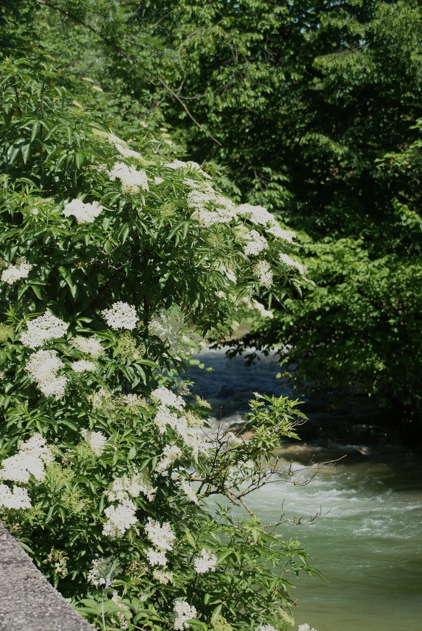 Holunderblüte