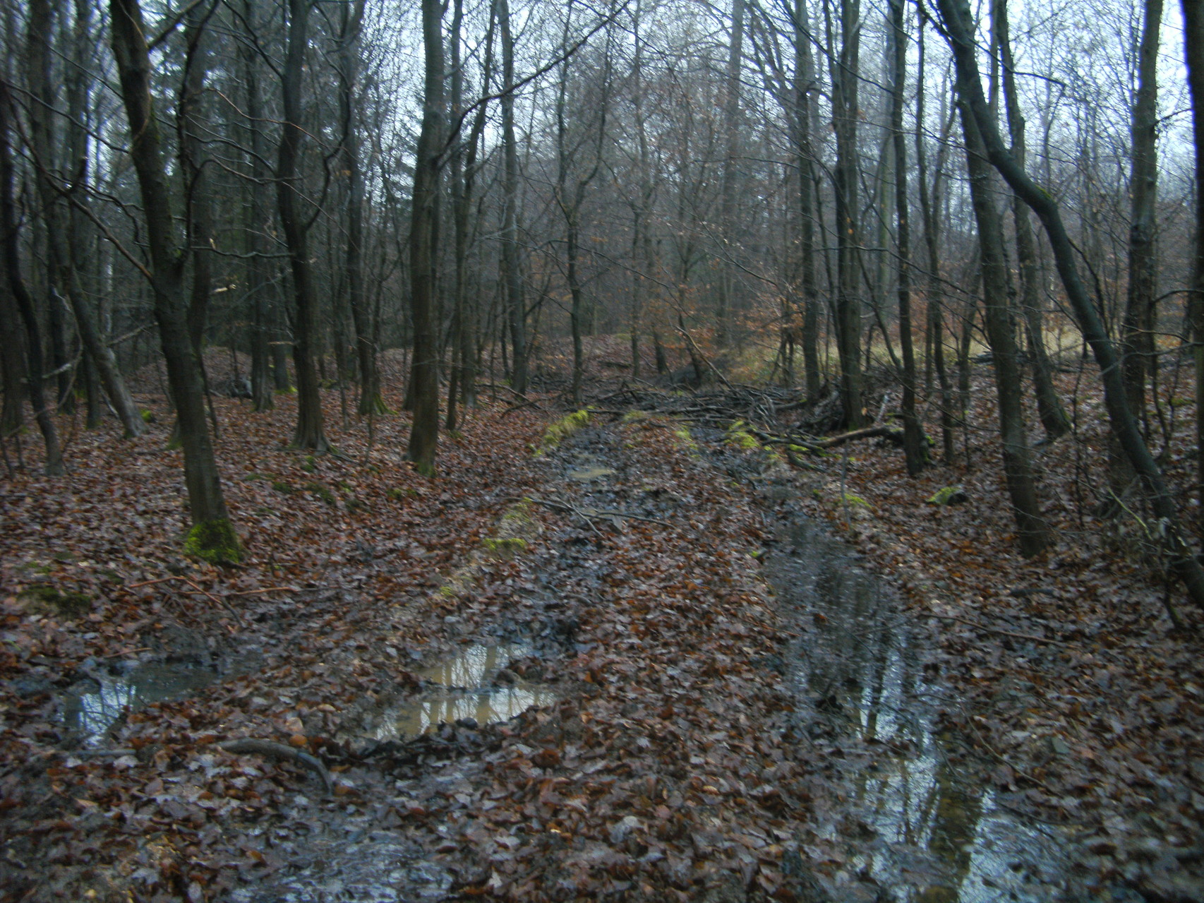 Böse Spuren haben die Holzrücker hinterlassen