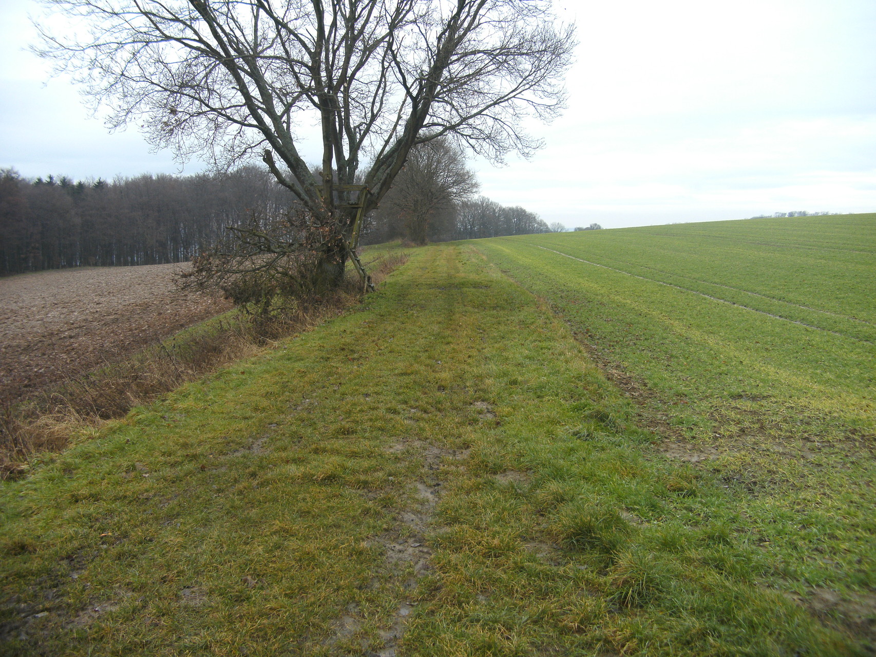 Blick Richtung Eschenau: Die Trasse als Feldweg. Kaum noch Steigung ist zu verzeichnen