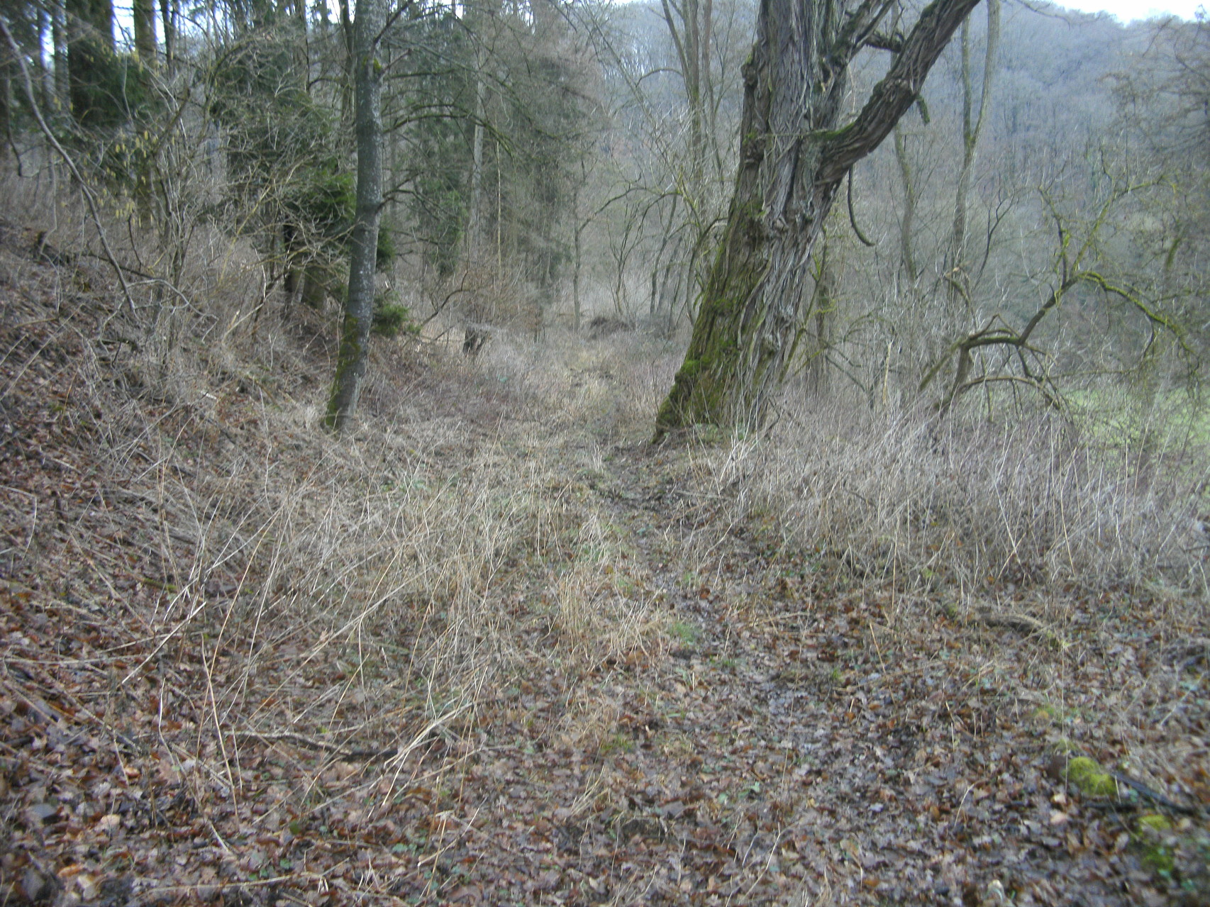 Blick wieder Richtung Eschenau: Die Trasse oberhalb der Straße nach Hofen