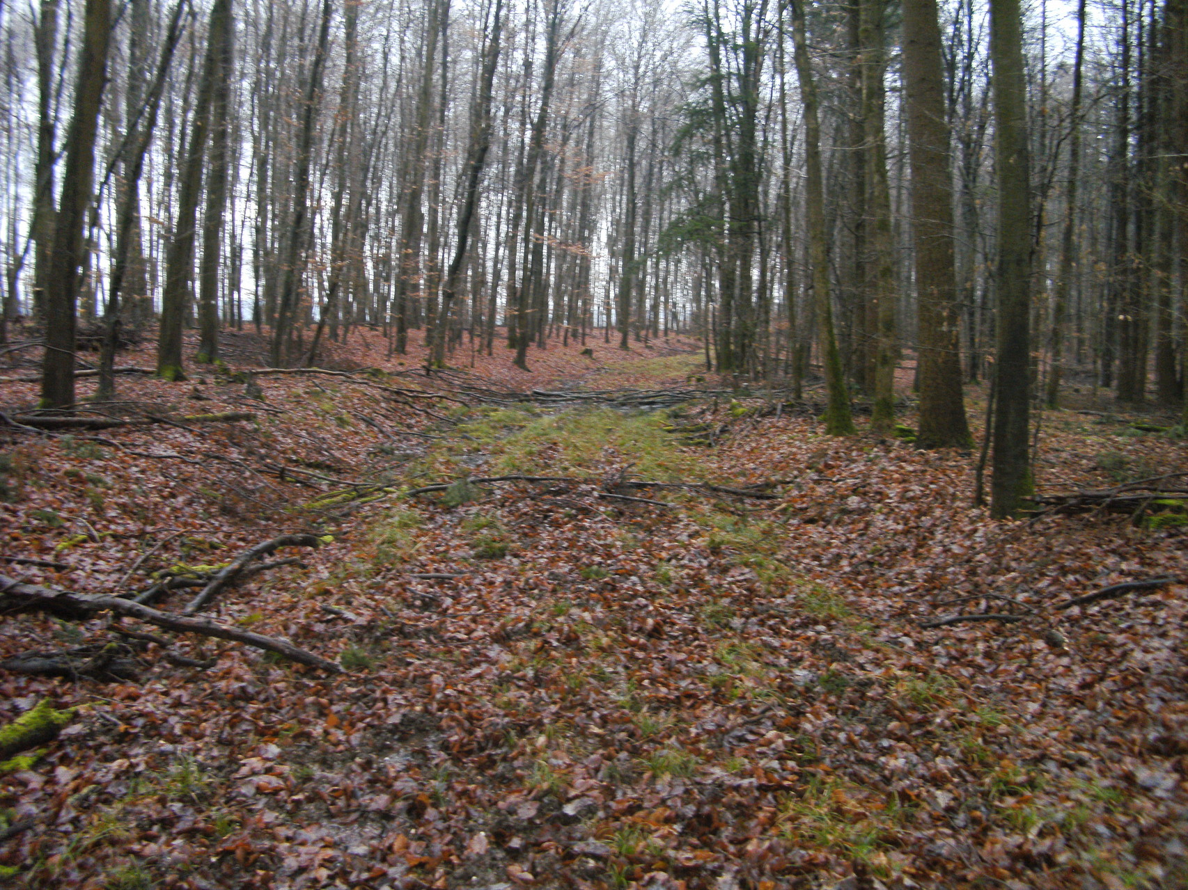 Eindeutig der alte Bahndamm