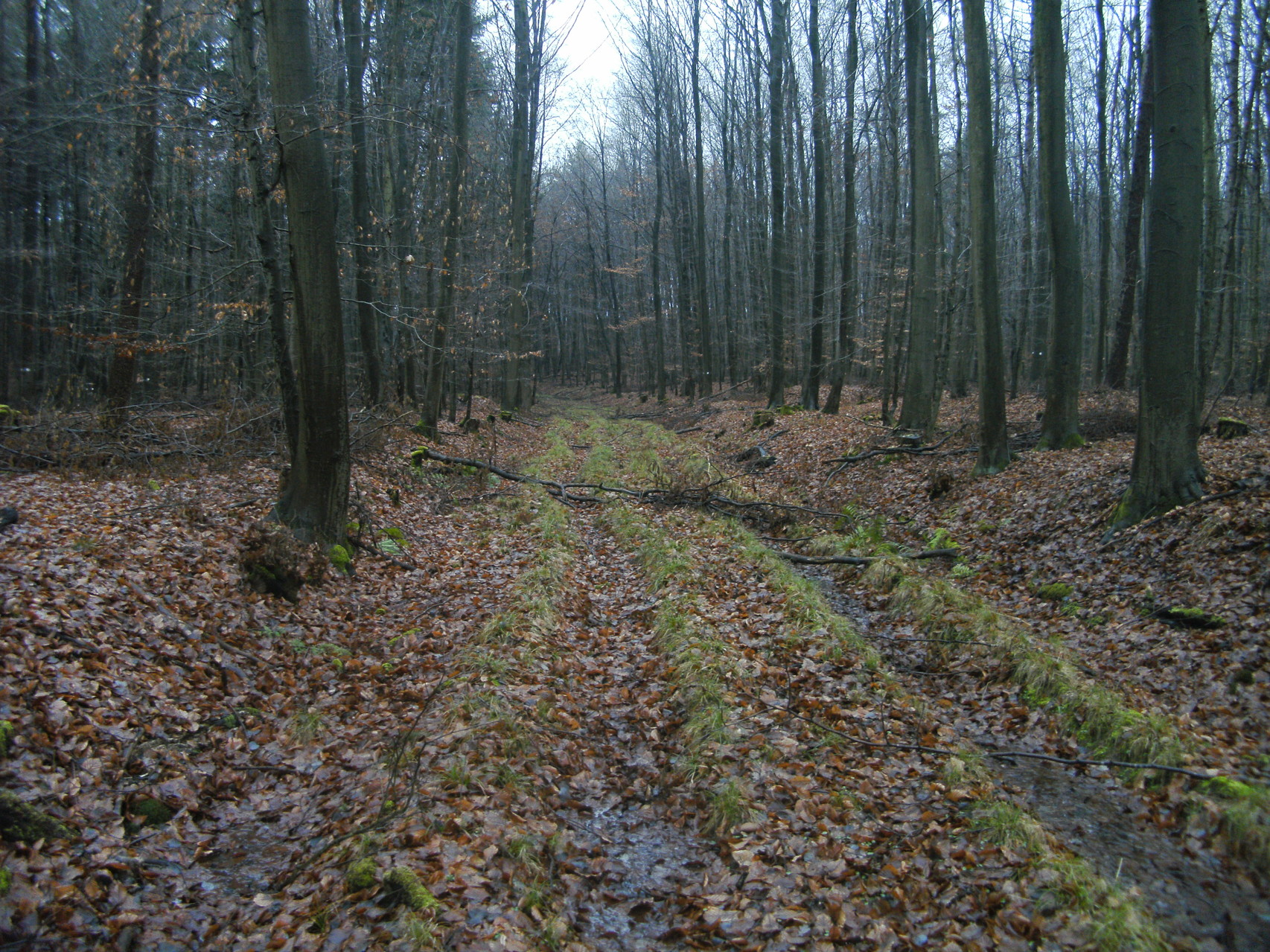 Auf dem Feld oberhalb der Kehre ist nichts mehr von der Trasse zu sehen. Aber im Wald