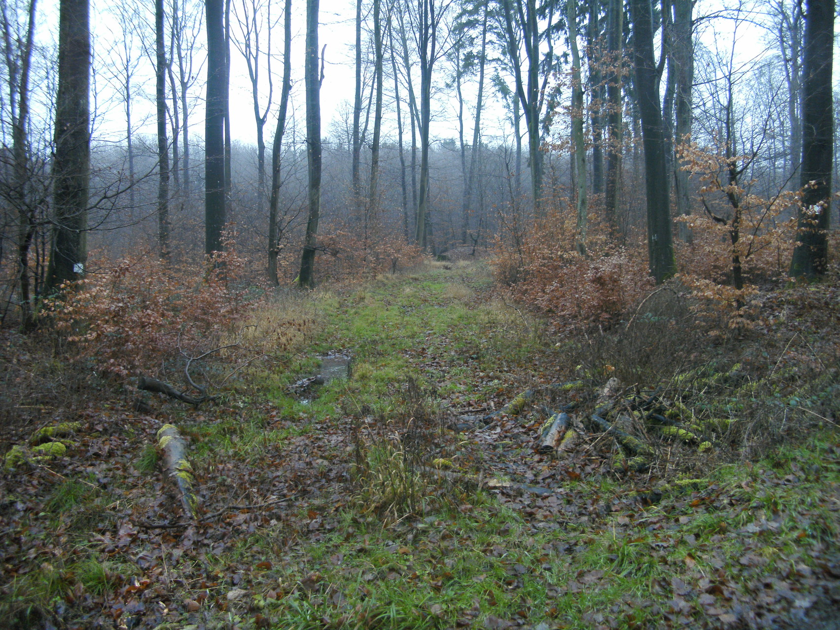 Weiter mit Blick Richtung Beselicher Kopf im Wald