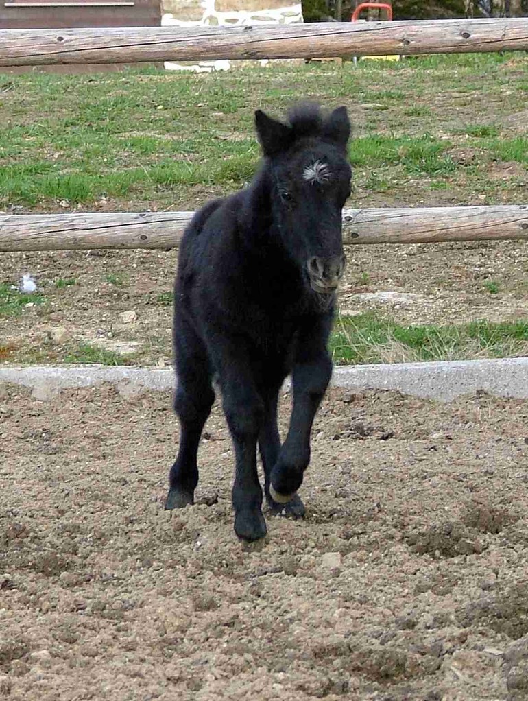 Fohlen im Galopp