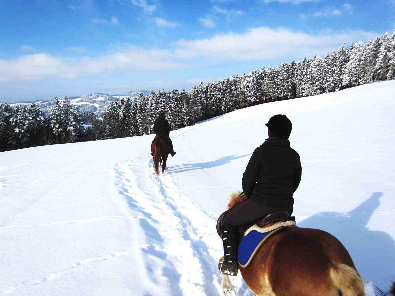 Die Pferde schreiten durch den Tiefschnee