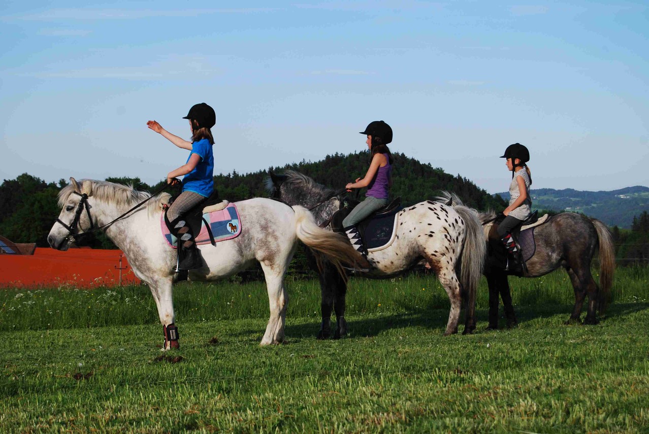 Orgelpfeifen - Pony in allen Größen