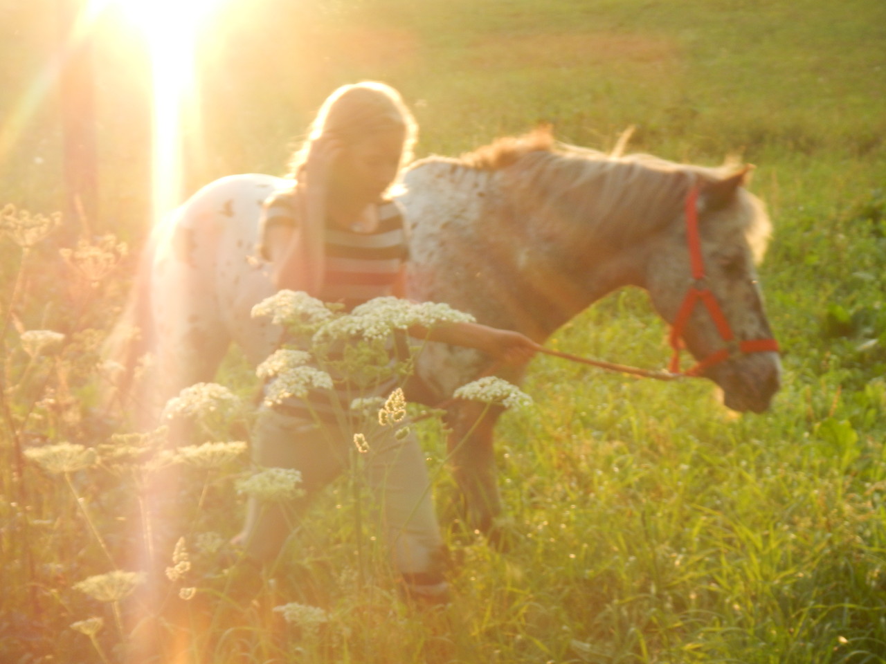 Armani am Ponyhof Daneder - Abendstimmung