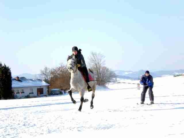 Skijöring