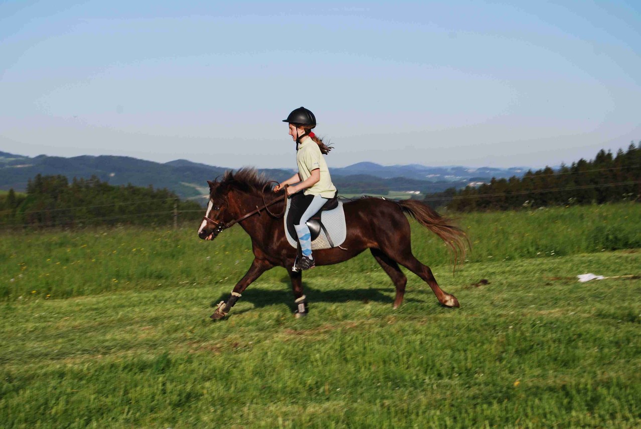 Galopp auf der Wiese