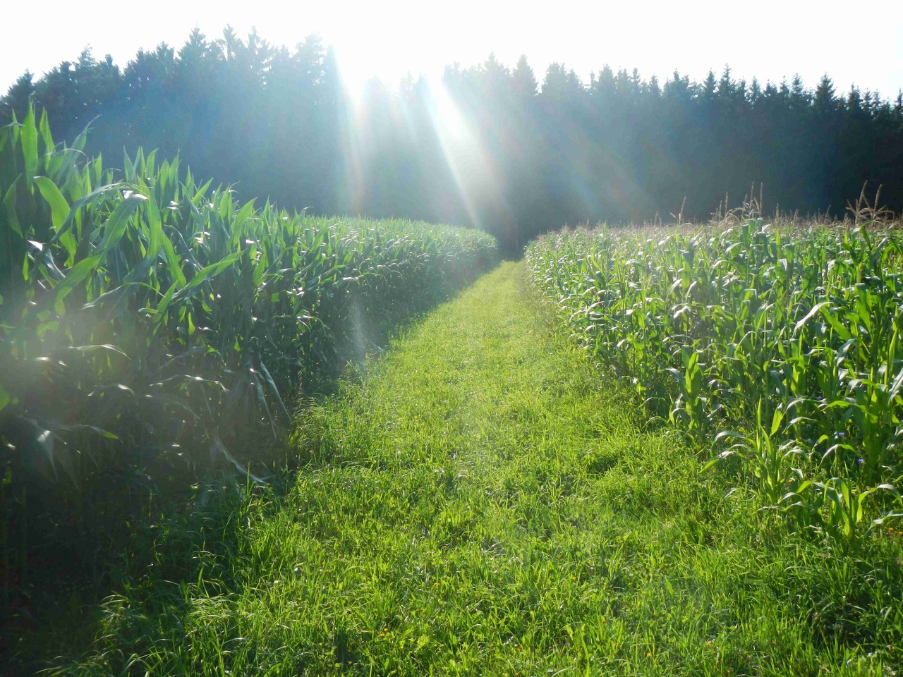 schöne Natur