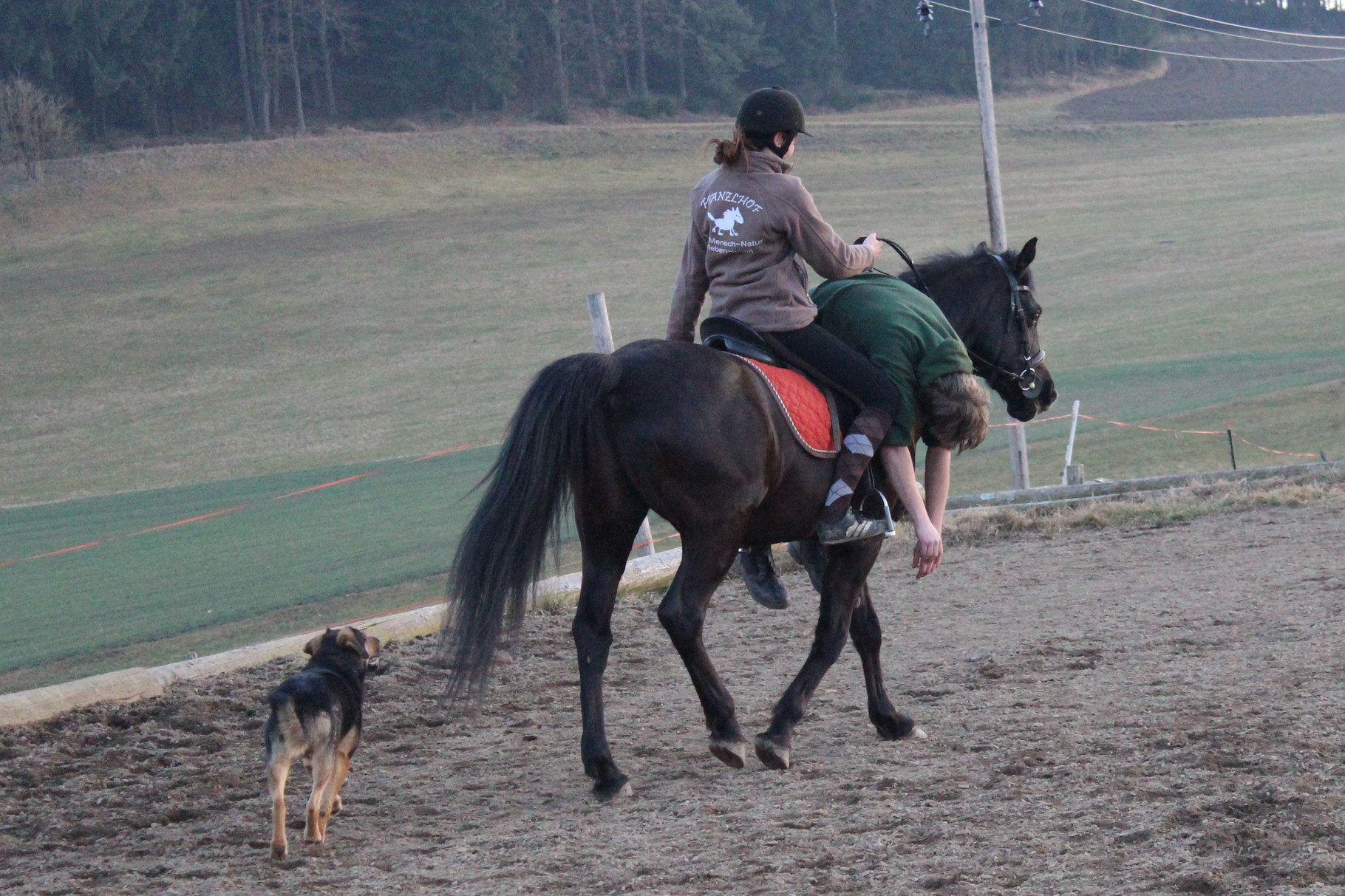 Trainingseinheit zu Hause am Reitplatz