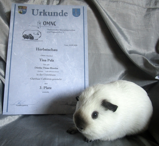 Dörthe bekam einen CAC.Punkt und wurde in der Unterklasse GH California gemischt 3.Platz