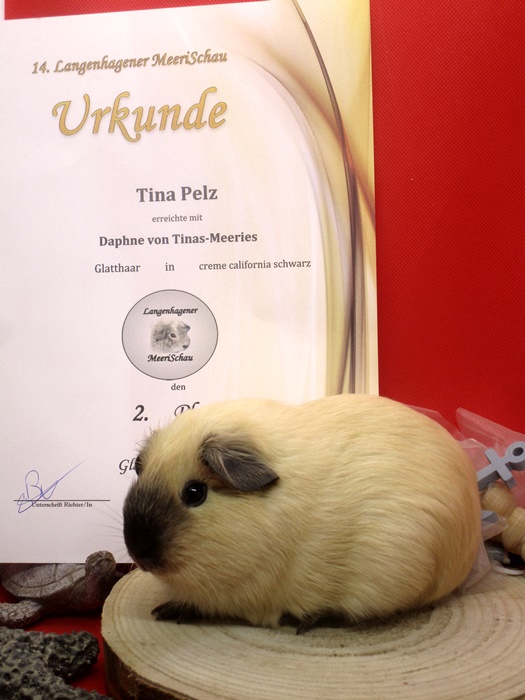 Daphne 2.Platz in der UnterklasseGlatthaar gemischt
