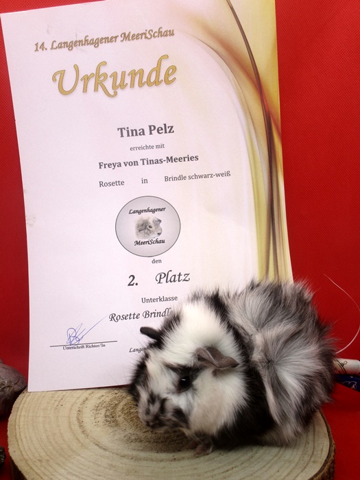 Freya 2.Platz UK Rosetten Magpie