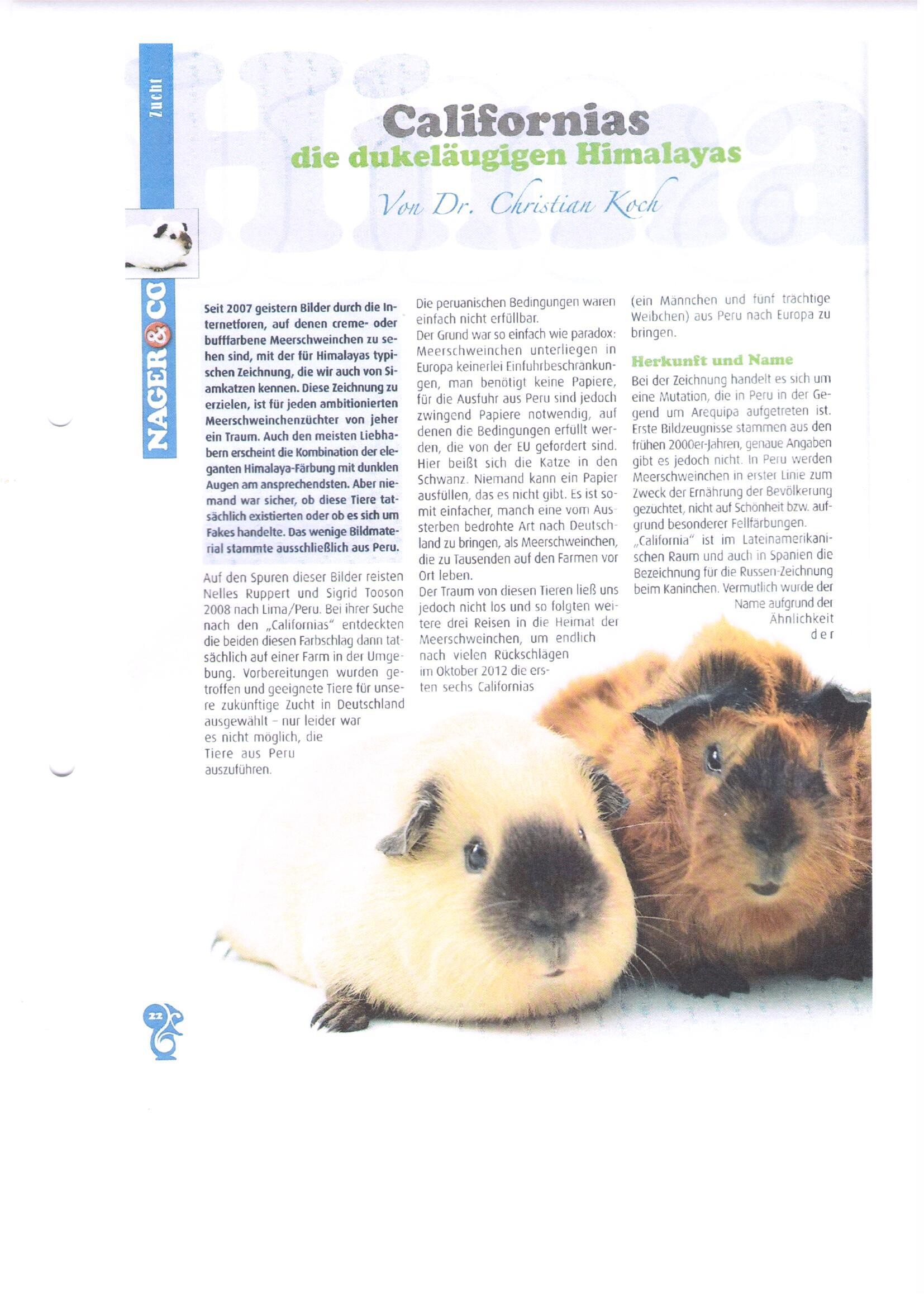 Kleintierborse Meerschweinchen Kaufen Verkaufen