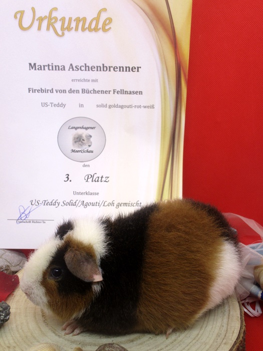 Firebird.3.Platz UK US-Teddys Agouti gemischt.