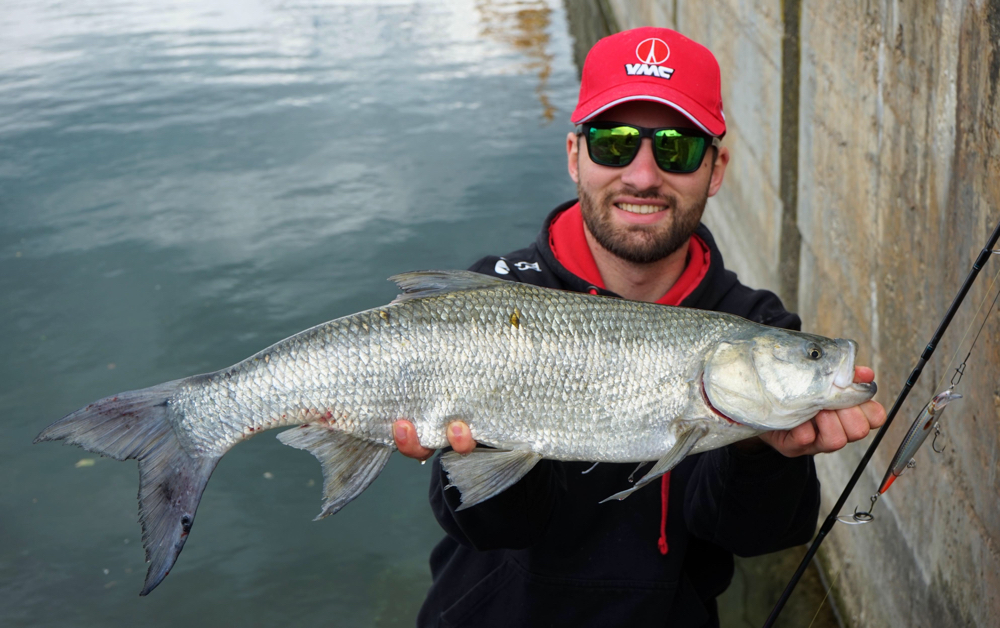 Johannes Höfner | Rapfen/Schied | Leuciscus aspius | 73cm | Donau | Österreich | 24. Mai 2020