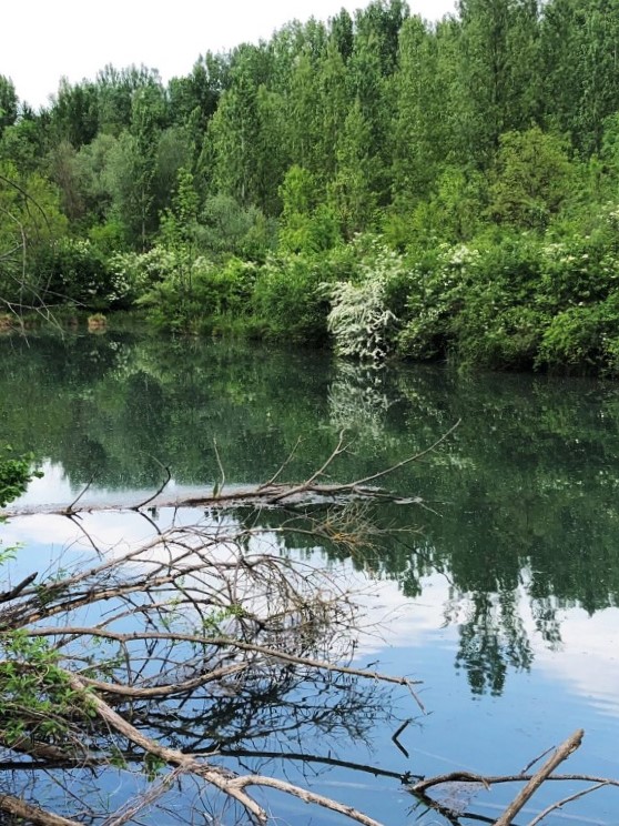 Försterlacke