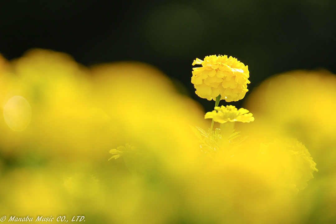 X-T2 XF100-400mm