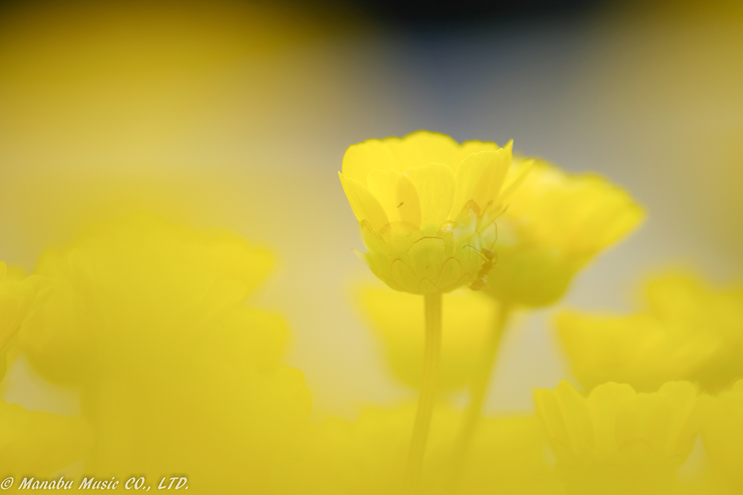 X-T2 Tamron 180mm F3.5