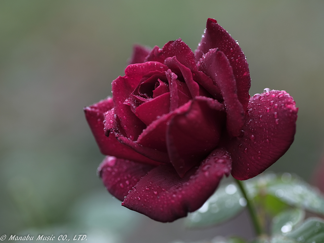 X-T2 XF90mm