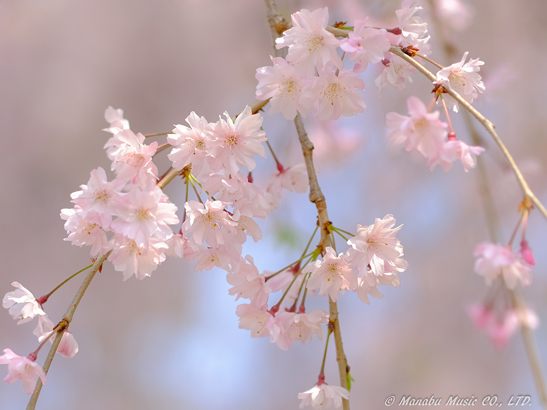 枝垂れ桜 X-T2 XF90mm