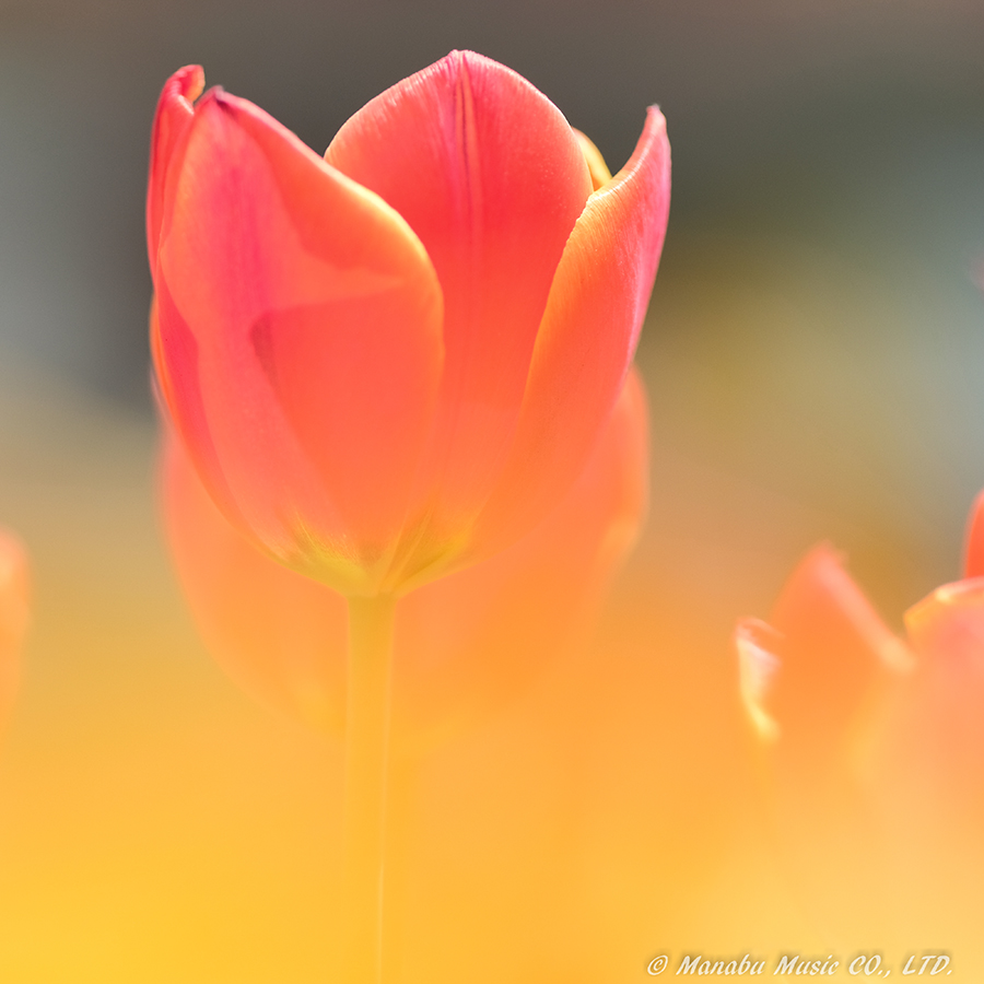 チューリップ X-T2 XF90mm