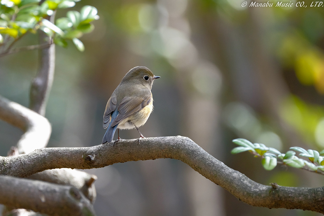 ルリビタキの♀  X-E2 XF100-400mm