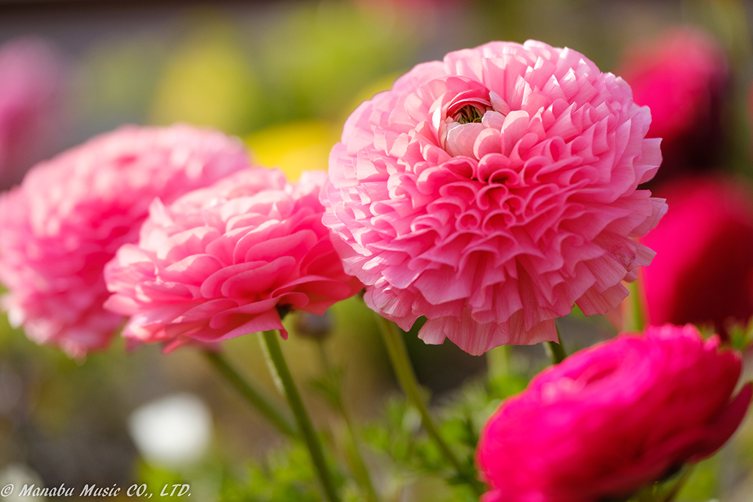 木曽三川公園にて X-T2 XF50-140mm
