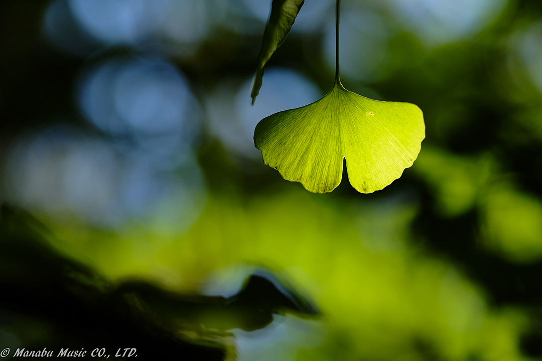 秋の光 X-E2 XF90mm