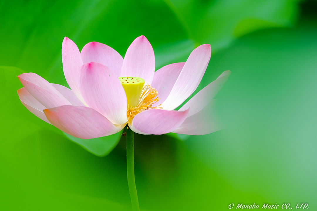 蓮 X-E2 XF100-400mm