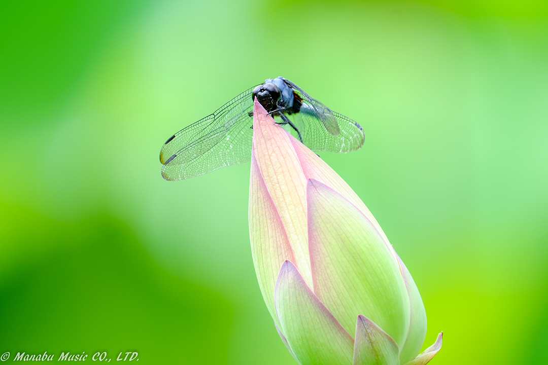 しがみつく・・ X-E2 XF100-400mm