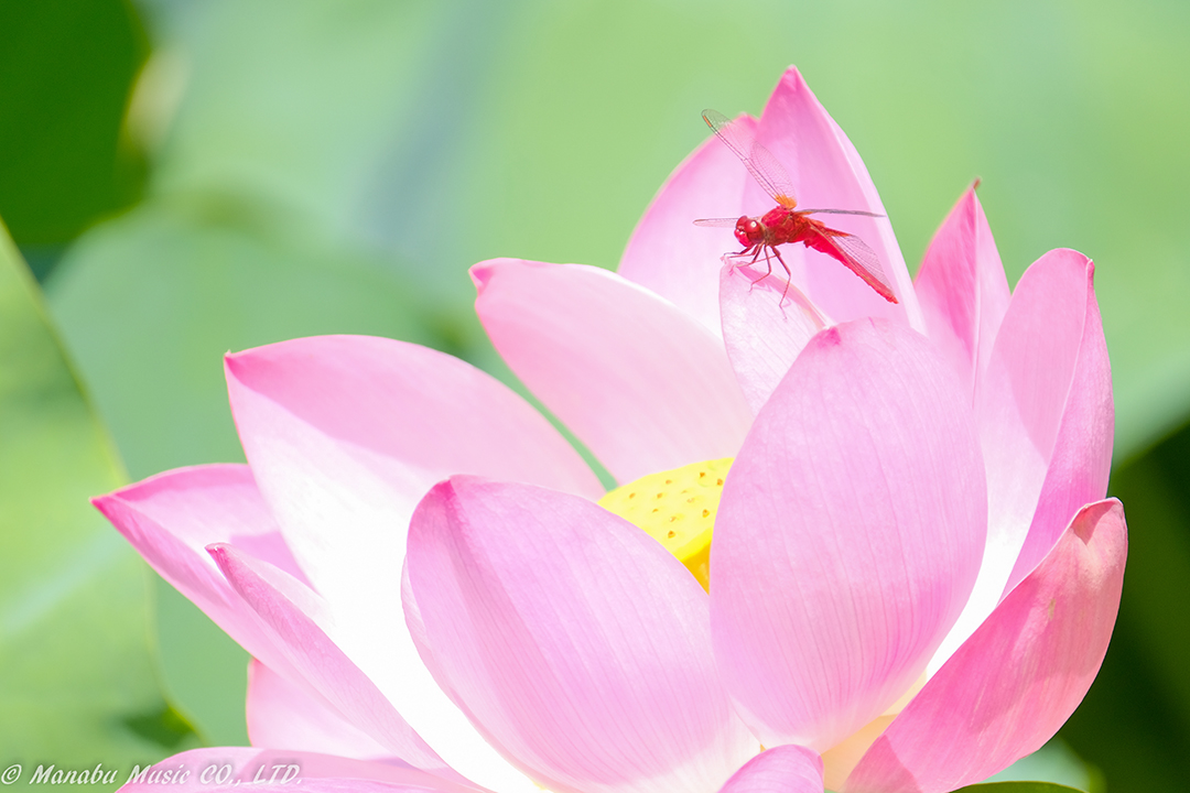 X-T2 XF100-400mm