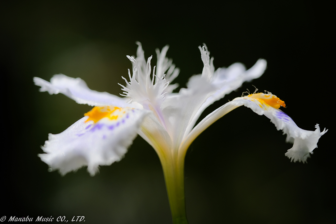 X-T2 XF90mm（mcex-16使用）