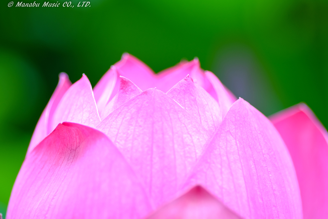 マクロ撮影のトレーニング！ X-E2 Tamron 90mm F2.8