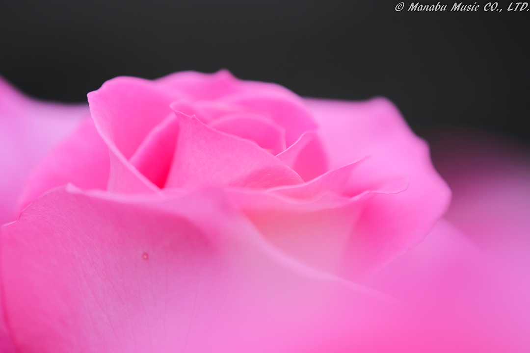 X-T2 Tamron 180mm F3.5