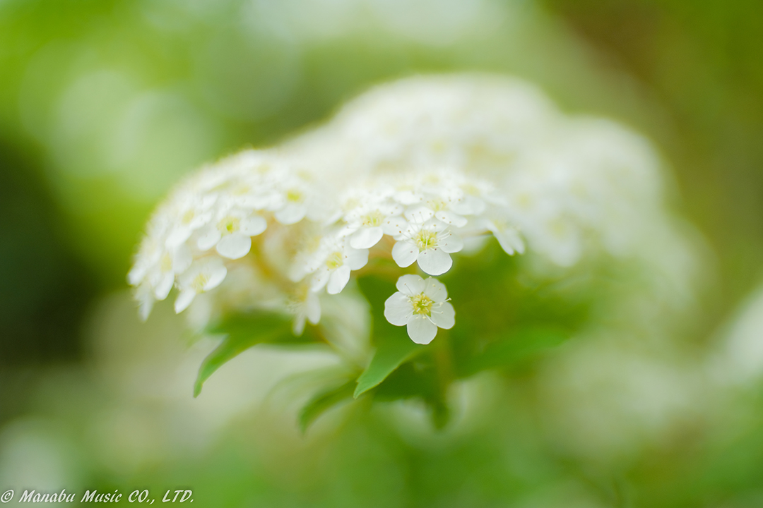 X-T2 Carl Zeiss Jena Flektogon 35mm F2.4